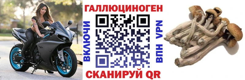 Галлюциногенные грибы Psilocybine cubensis  купить наркотик  Знаменск 